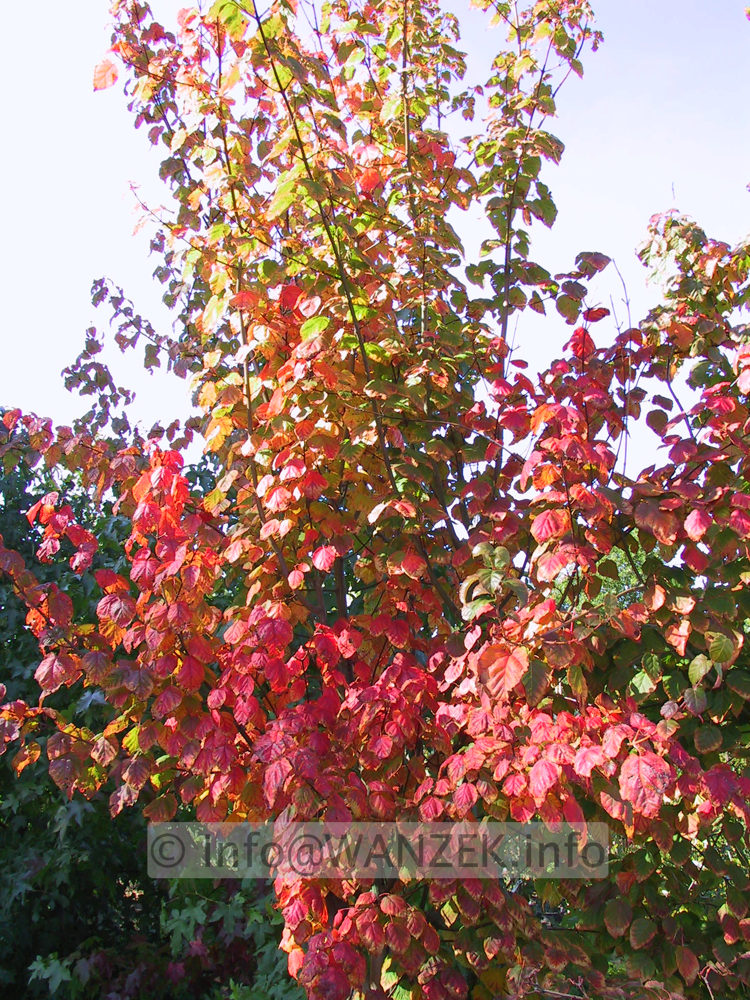 Acer davidii -Herbstfaerbung2gedr.JPG